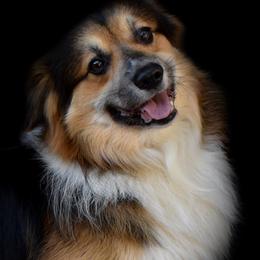 Pembroke Welsh Corgis from Fawn Ridge Farm