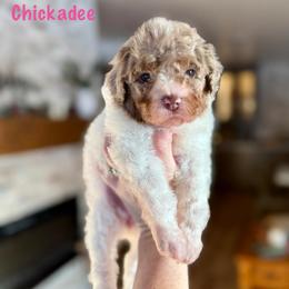 Chickadee - Merle female Bernedoodle puppy in Midland, Michigan from Northern Charm Farm