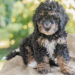 Winston - Tri-color male Bernedoodle puppy in Columbus, Ohio from Darcy Lee's Designer Doodles