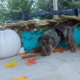 Catahoula Leopard Dog Puppies from Winged Catahoulas