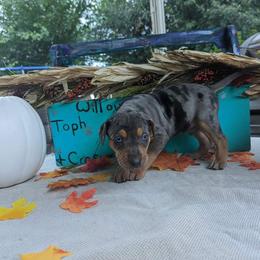 Catahoula Leopard Dog Puppies from Winged Catahoulas