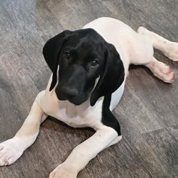 Boy 4 - male German Shorthaired Pointer puppy in Temple, Georgia from DreamN German Shorthaired Pointers