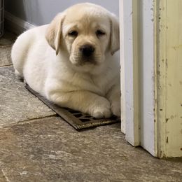 Labrador Retriever Puppies from Edgewood Farm Kennel