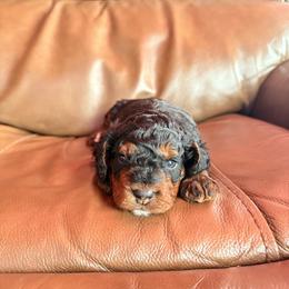 Tricolor Male 3 - Phantom male Bernedoodle puppy in Anchorage, Alaska from Cascade Country Doodles