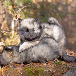 Pomsky Puppies from New World Pomskies
