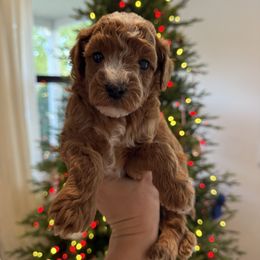 Jinu - Red male Cavapoo puppy in Orange, California from SoCal Cavapoos