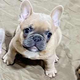 French Bulldog Puppies from Jessicah's Frenchies Michigan's French Bulldog Breeder