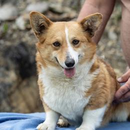 Dolly - Pembroke Welsh Corgi