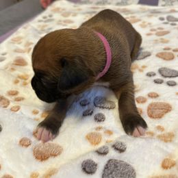 Girl 2 - Fawn female Boxer puppy in Fall River, Massachusetts from DaCosta’s Boxers