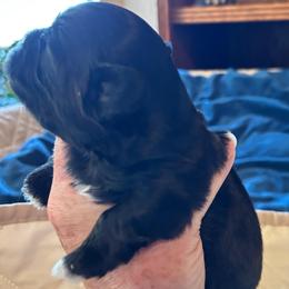 Buster - Black and white male Shih Tzu puppy in Victorville, California from Precioustzus