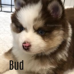 Pomsky Puppies from Kingdom Pomskies