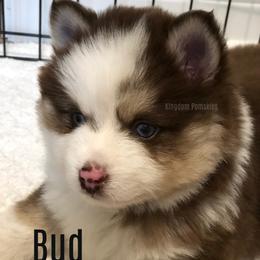 Pomsky Puppies from Kingdom Pomskies