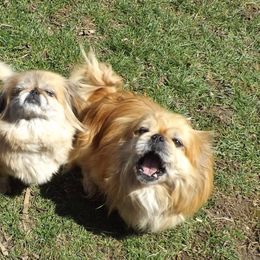 Pekingese from Pekingese Puppy Bliss