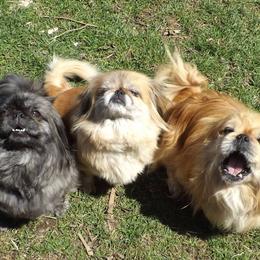 Pekingese from Pekingese Puppy Bliss