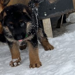 Mr Green Machine - Black and red German Shepherd puppy in Kalakaska, Michigan from Vom Schaffner German Shepherds