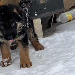 Mr Green Machine - Black and red German Shepherd puppy in Kalakaska, Michigan from Vom Schaffner German Shepherds