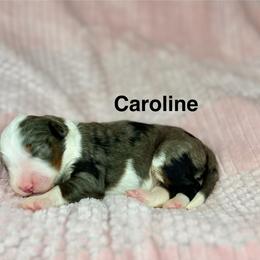 Caroline - Blue merle female Bernedoodle puppy in Sugarcreek, Ohio from Cuddly Companion Doodles