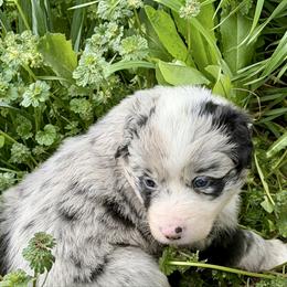 Elphaba - Blue merle female Australian Koolie puppy in West Richland, Washington from KittyHawkKoolies