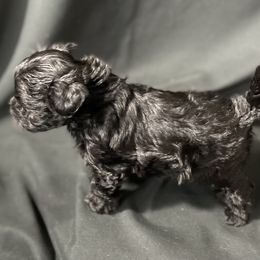 Maltese, Maltipoo, and Poodle Puppies from Healing Pawz LLC