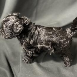 Maltese, Maltipoo, and Poodle Puppies from Healing Pawz LLC