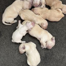 Kona Girl 1 - Golden female Golden Retriever puppy in Fort Morgan, Colorado from Golden Girls Kennels, LLC