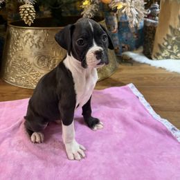 Female 4 - Brindle female Boxer puppy in Prestonsburg, Kentucky from Bre’s Boxers