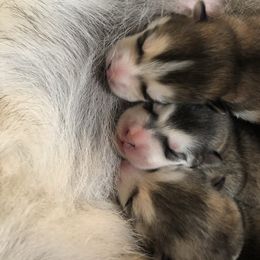 Alaskan Malamute Puppies from Sigma Alaskan Malamutes