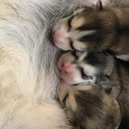Alaskan Malamute Puppies from Sigma Alaskan Malamutes