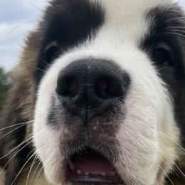 Girl 3 - Saint Bernard puppy in Virginia from Mountain Star Farm VA Saint Bernard