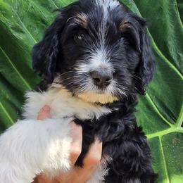 Blue Boy - Tri-color male Bernedoodle puppy in Brea, California from River Doodles