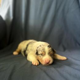 Girl 2 - Blue merle female Australian Shepherd puppy in Kentland, Indiana from Pine Grove Aussies