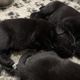 Brown - Black female Labrador Retriever puppy in Menifee, California from The Golden Leash Kennels
