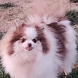 Bunni - Pomeranian