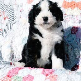 Tupelo - Tri-color male Bernedoodle puppy in Grove, Oklahoma from Grand Lake Poodles & Doodles