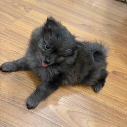 Girl - Chocolate merle female Pomeranian puppy in Jurupa Valley, California from Furry poms