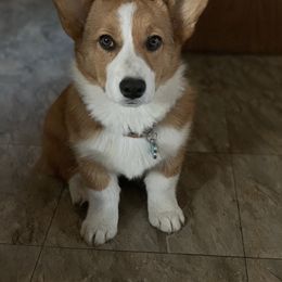Pembroke Welsh Corgi and Miniature Australian Shepherd All Grown Up from SLS Wiggle S Aussies