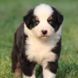 Black Tri Male - Black tri-color male Australian Shepherd puppy in Northport, Alabama from Sipsey River Australian Shepherds