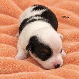 Honey - White and black female Pembroke Welsh Corgi puppy in Port Republic, Maryland from Bestfurends