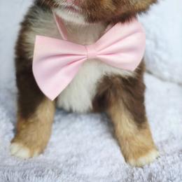 Please read description - Red tri-color female Miniature American Shepherd puppy in Georgetown, California from Foothill Aussies