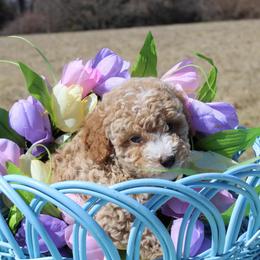 Robby - Apricot male Poodle puppy in Hopkins, Missouri from Mowry Creek Mini Aussiedoodles and More