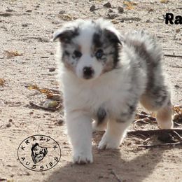 Rain - Blue merle female Miniature Australian Shepherd puppy in Garden Plain, Kansas from Krazy K Aussies