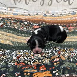 Girl 3 - Black and white female Cavalier King Charles Spaniel puppy in Spanaway, Washington from Roy-alty Cavaliers