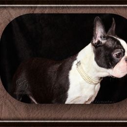 HotCakes - Boston Terrier