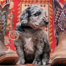 Girl 1 - female Goldendoodle puppy in Ocala, Florida from Dandy Doodles