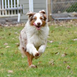 Australian Shepherd All Grown Up from Laurelhills Farm