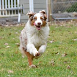 Australian Shepherd All Grown Up from Laurelhills Farm