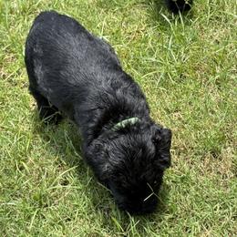 Green - Black female Giant Schnauzer puppy in Northport, Alabama from Lugo’s Giant Schnauzers