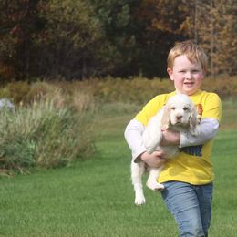Clumber Spaniel and Irish Red and White Setter Puppies from NyaStar & Chequamegon