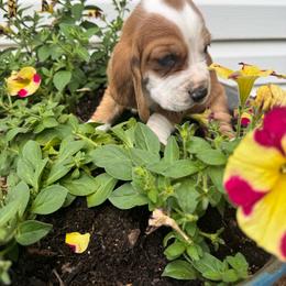 Waylon - Mahogany and white male Basset Hound puppy in Maryland from Grind Stone Breeding Kennels