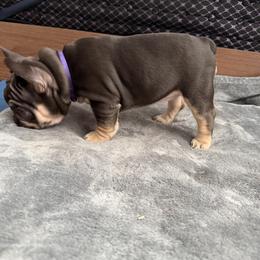 French Bulldog Puppies from Royal velvet frenchies